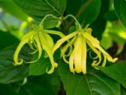 MANFAAT BUNGA KENANGA  (Cananga odorata)
