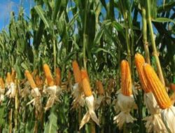Petani Jagung Hirup Angin Segar