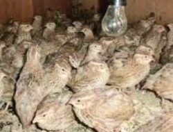 Warga Desa Pacarkeling Mengeluh, Terkait Bau Tak Sedap Dari Peternak Telur Puyuh dan Diduga Tak Berizin