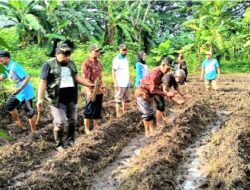 Peringati Hari Desa Nasional 2025, Pemdes Kepulungan Lakukan  Gerakan Menanam Tanaman Pangan Desa