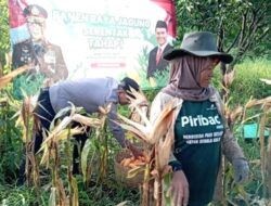 Kapolres Pasuruan Dukung Ketahanan Pangan, Apresiasi Panen Raya Jagung di Winongan