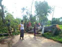 Dugaan Pemotongan Pohon Tanpa Izin di Coban Blimbing, Aset Negara Ditebang, Siapa yang Bertanggung Jawab ?