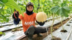 YBM BRILiaN SBO Malang Dorong Kemandirian Mustahik, Program Budidaya Melon Hasilkan Panen 5,2 Ton