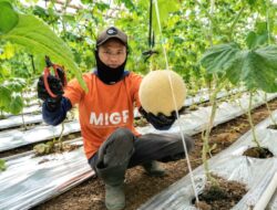 YBM BRILiaN SBO Malang Dorong Kemandirian Mustahik, Program Budidaya Melon Hasilkan Panen 5,2 Ton